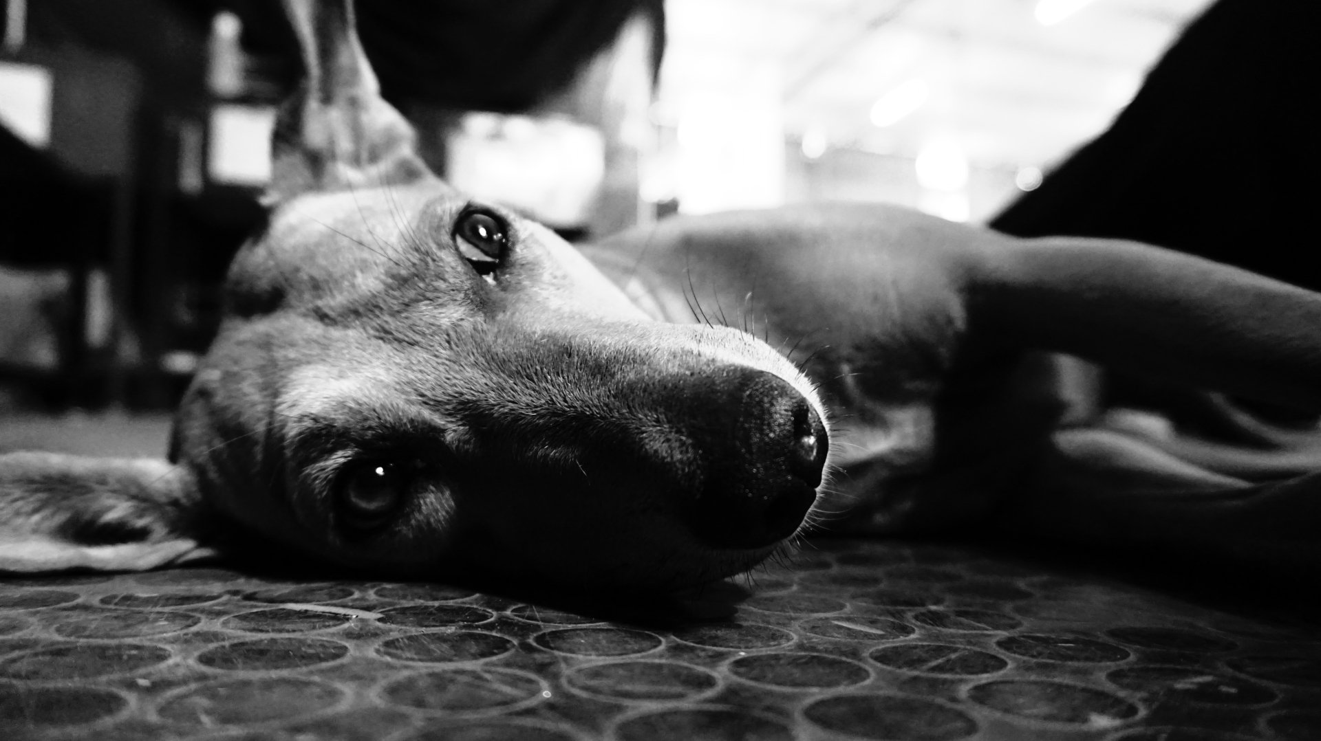 Best friend by Zuzup