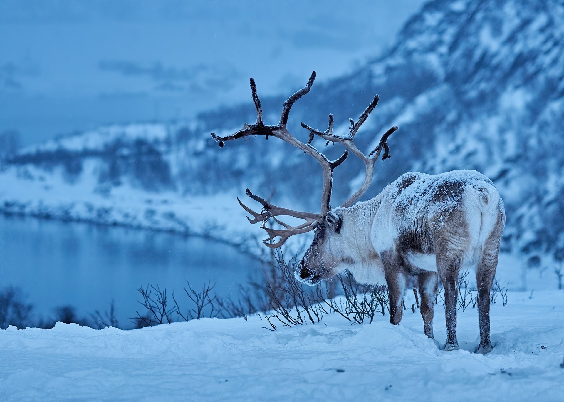 Download Depth Of Field Snow Winter Animal Reindeer HD Wallpaper