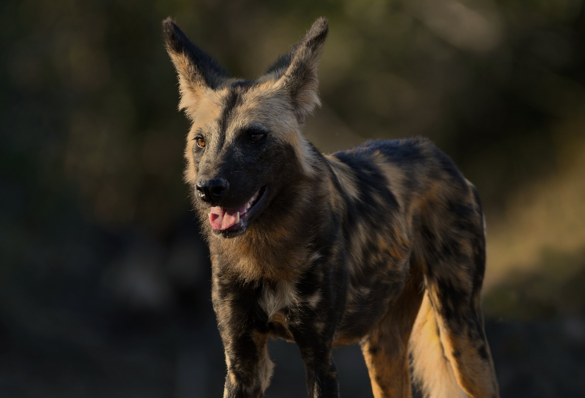 Africa Wild Dog (or Painted Wolf) - Zambia by caty420