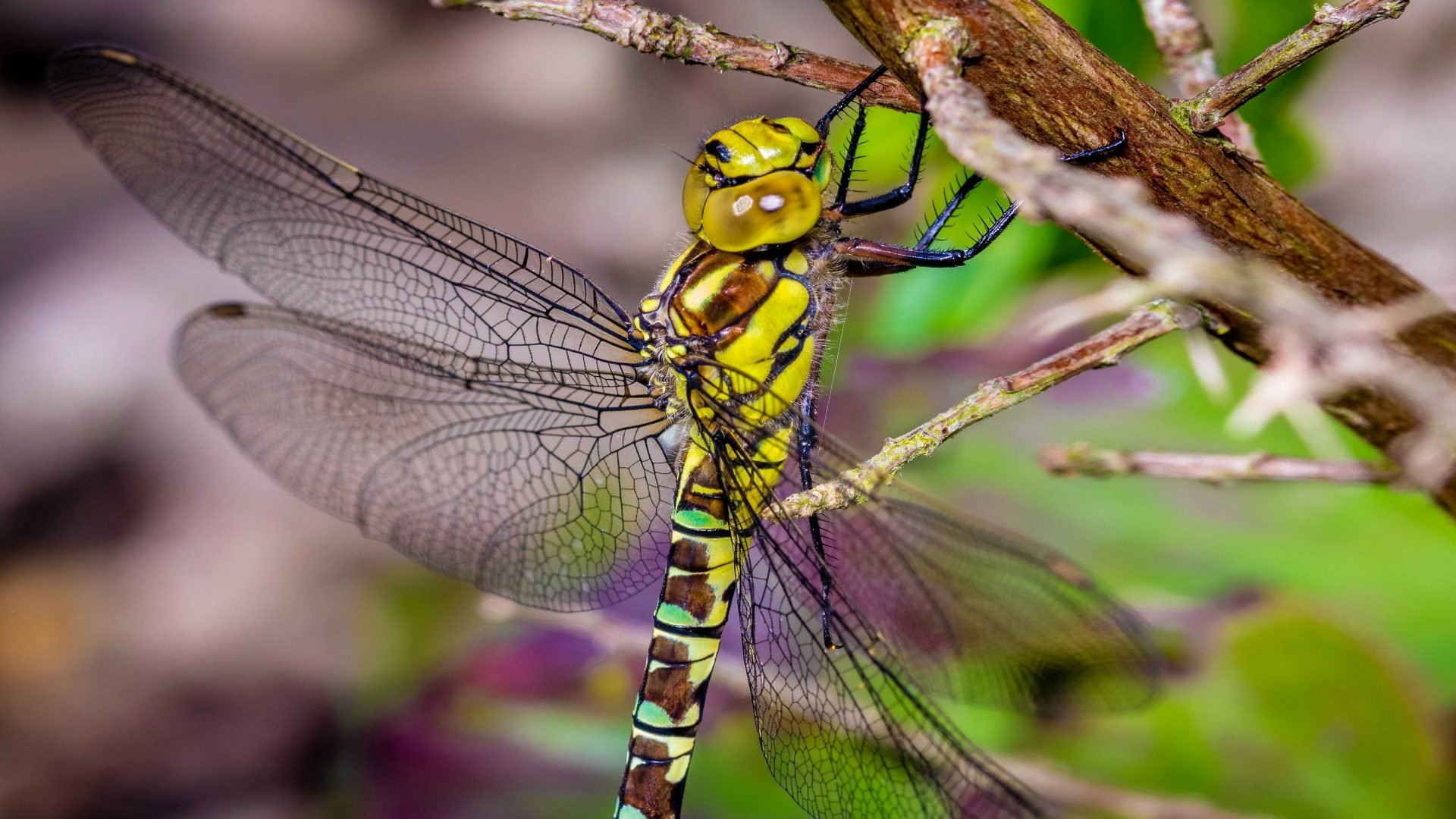 Download Wings Close-up Insect Animal Dragonfly HD Wallpaper