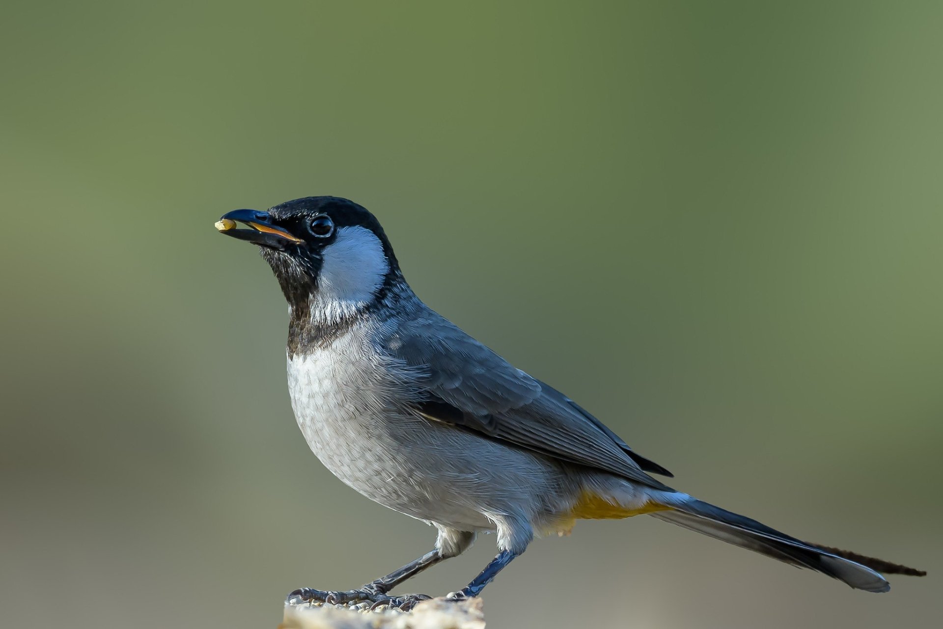 Download White-eared Bulbul Animal Bulbul HD Wallpaper