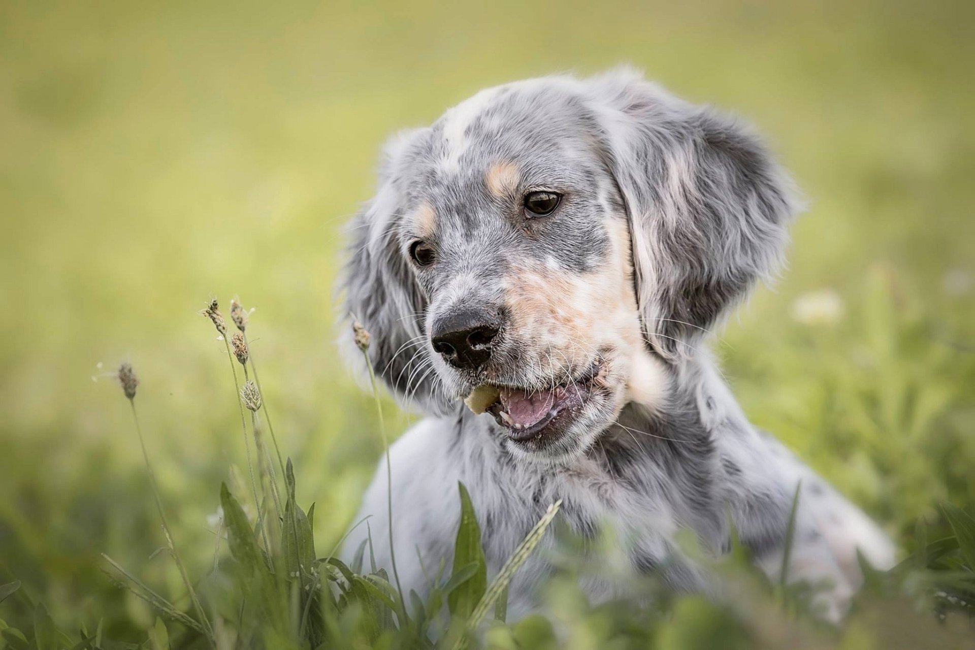 Download Baby Animal Dog English Setter Animal Puppy HD Wallpaper