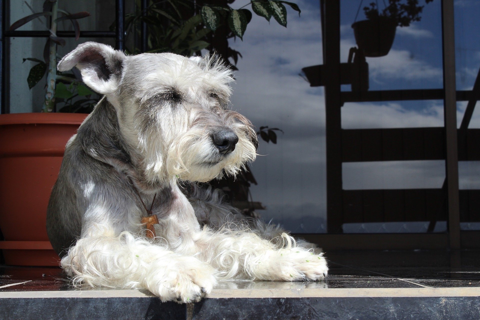 Download Dog Animal Schnauzer HD Wallpaper by andreazchazc
