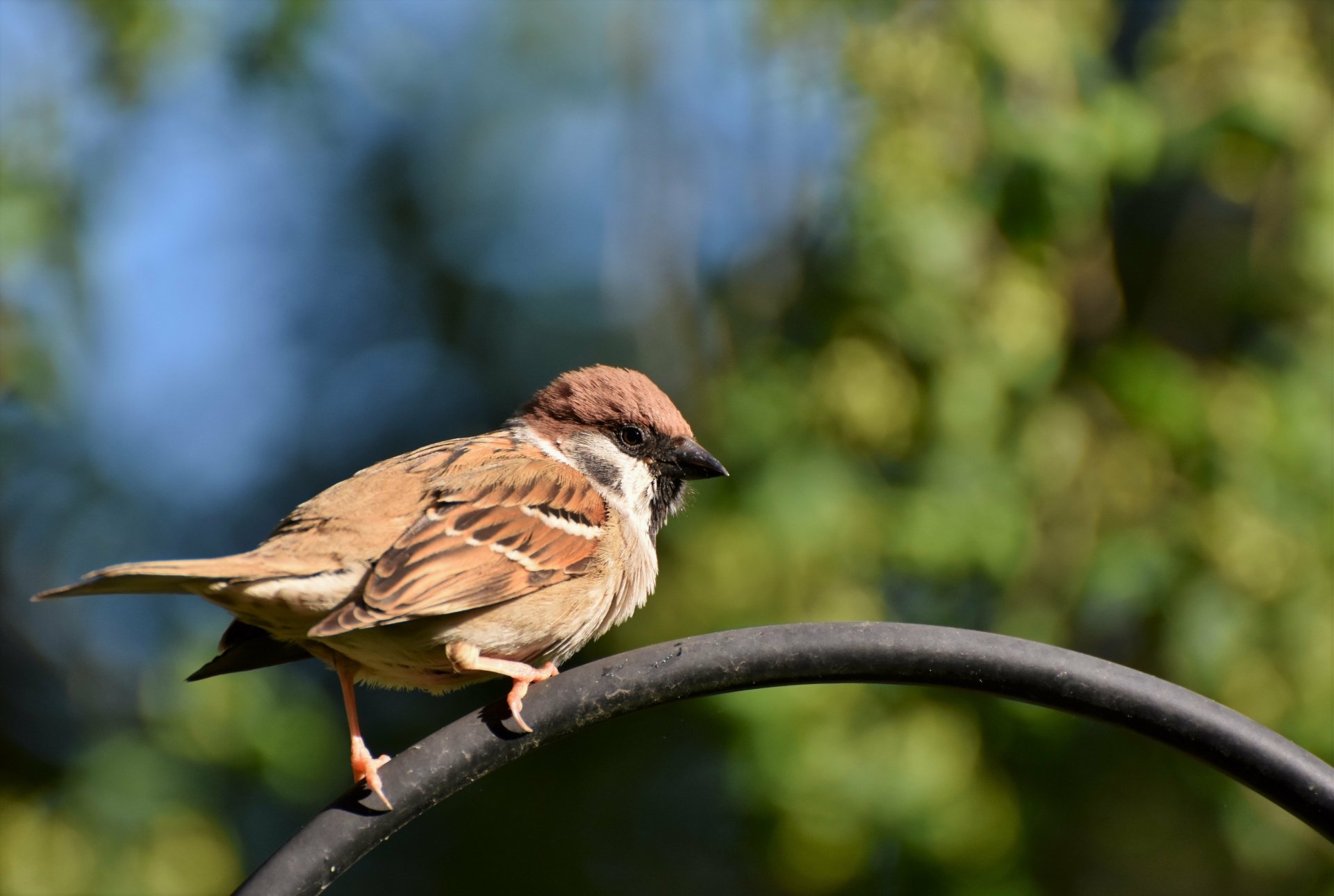 Download Passerine Bird Animal Sparrow 4k Ultra HD Wallpaper