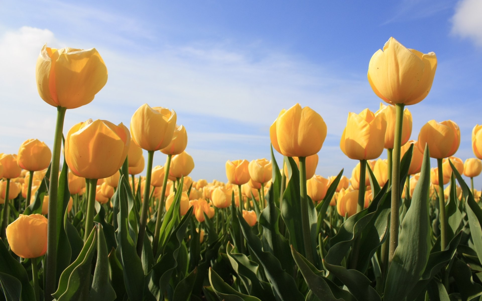 Download Yellow Flower Flower Nature Tulip HD Wallpaper