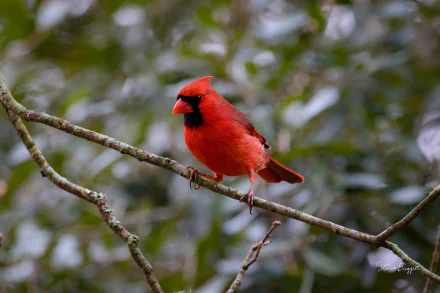 passerine bird Animal cardinal HD Desktop Wallpaper | Background Image
