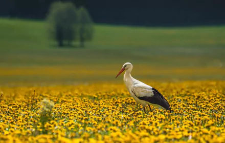 yellow flower depth of field bird summer Animal White stork HD Desktop Wallpaper | Background Image