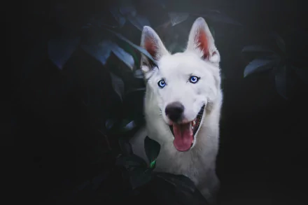 dog Animal swiss shepherd HD Desktop Wallpaper | Background Image