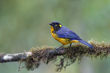 Blue-and-yellow tanager perched on a mossy branch against soft green bokeh — 2K Quad HD PC desktop wallpaper and background; animal bird.