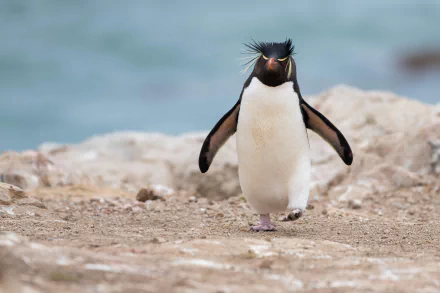 Rockhopper penguin (animal) striding on a rocky shore, close-up — 5K Ultra HD PC desktop wallpaper background.