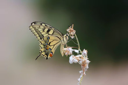 Macro image of a swallowtail butterfly perched on delicate flowers against a blurred natural background, captured in high definition for a PC desktop wallpaper.