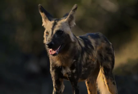  Africa Wild Dog (or Painted Wolf) - Zambia