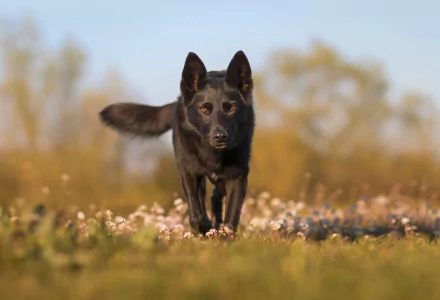 Black Australian Kelpie dog in a sunlit meadow, low-angle shot with shallow depth of field; sharp kelpie in foreground, blurred wildflowers and trees — HD PC desktop wallpaper background.
