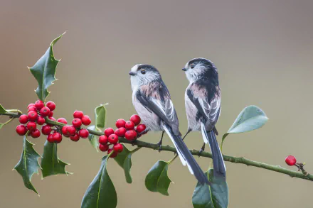 Two long-tailed tits perched on a holly branch with red berries, captured in a clear, HD PC desktop wallpaper and background.