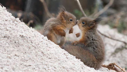  Kissing Squirrels 😍