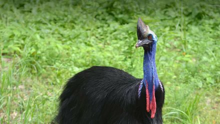 HD PC desktop wallpaper/background showing a cassowary bird (animal) with glossy black feathers, bright blue neck and red wattles standing against lush green foliage.
