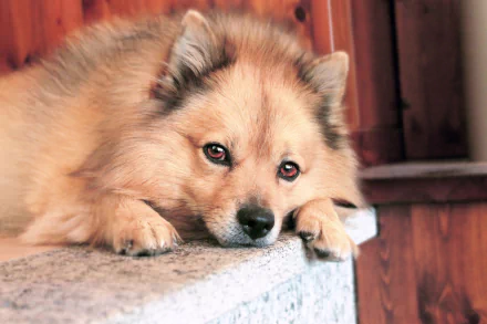 dog Animal spitz HD Desktop Wallpaper | Background Image