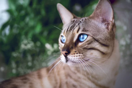 bengal cat blue eyes Animal cat HD Desktop Wallpaper | Background Image