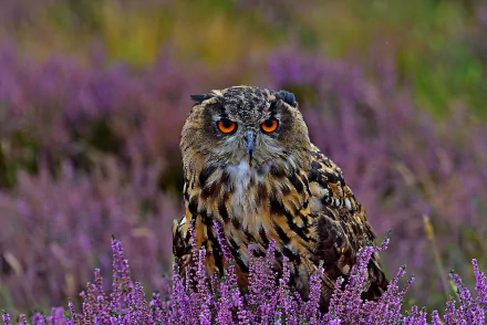 heather bird Animal owl HD Desktop Wallpaper | Background Image