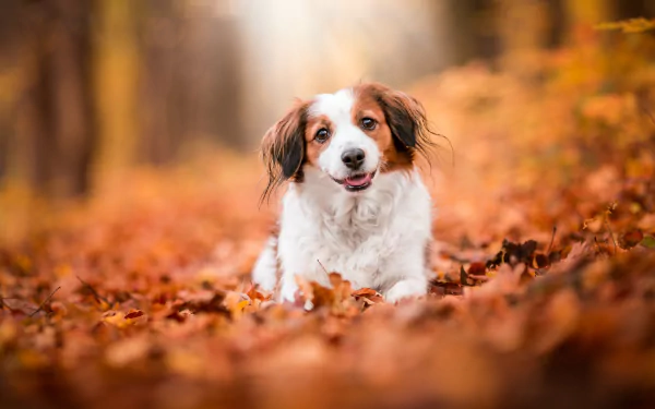 depth of field leaf fall dog Animal Kooikerhondje HD Desktop Wallpaper | Background Image