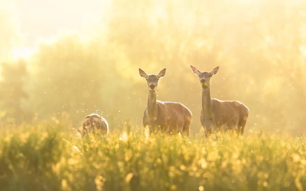 A serene 4K Ultra HD PC desktop wallpaper featuring deer standing amidst tall grass in a golden light-filled natural setting.