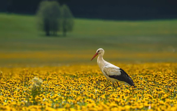 yellow flower depth of field bird summer Animal White stork HD Desktop Wallpaper | Background Image