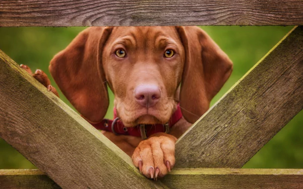  Hungarian Vizsla