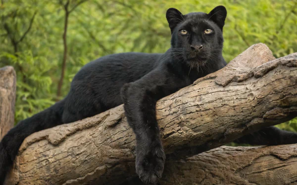 A sleek black panther rests on a tree branch surrounded by green foliage, captured in stunning 4K Ultra HD for a vivid PC desktop wallpaper background.
