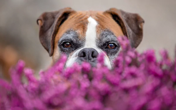 boxer (dog) stare dog flower Animal HD Desktop Wallpaper | Background Image
