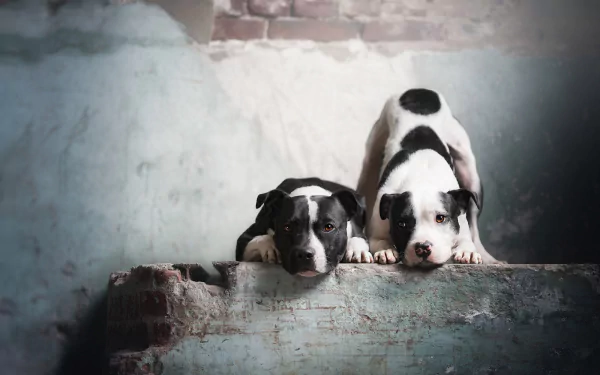 dog Animal american pit bull terrier HD Desktop Wallpaper | Background Image