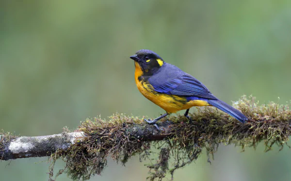 bird Animal tanager HD Desktop Wallpaper | Background Image
