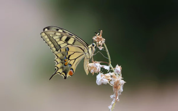 Macro image of a swallowtail butterfly perched on delicate flowers against a blurred natural background, captured in high definition for a PC desktop wallpaper.