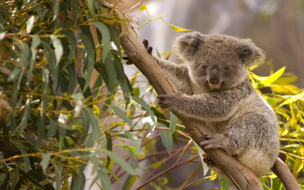 HD desktop wallpaper featuring a koala clinging to a eucalyptus branch surrounded by green leaves in a natural setting.