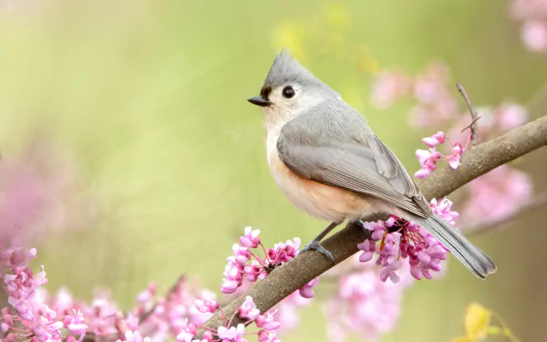 blossom passerine bird Animal titmouse HD Desktop Wallpaper | Background Image