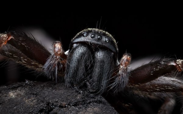 Animal Spider Spiders Macro Arachnid HD Wallpaper | Background Image