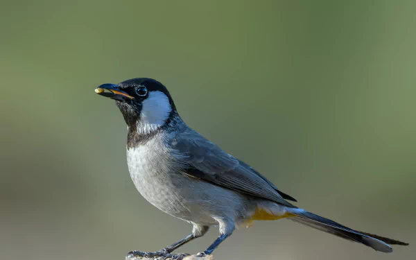 white-eared bulbul Animal bulbul HD Desktop Wallpaper | Background Image