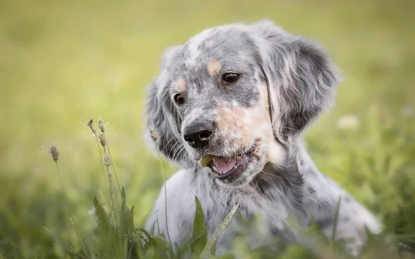 baby animal dog english setter Animal puppy HD Desktop Wallpaper | Background Image