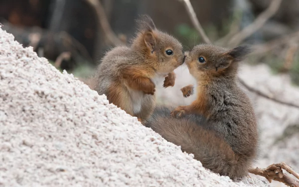  Kissing Squirrels 😍