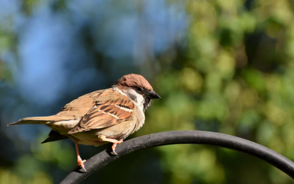 passerine bird Animal sparrow HD Desktop Wallpaper | Background Image