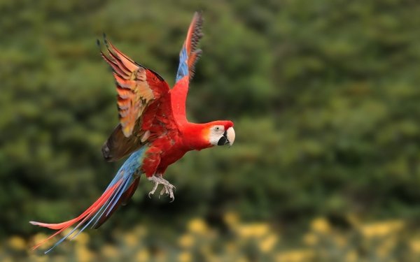 Animal Red-and-green Macaw Birds Parrots Bird Parrot Macaw HD Wallpaper | Background Image