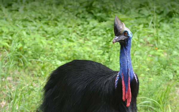 HD PC desktop wallpaper/background showing a cassowary bird (animal) with glossy black feathers, bright blue neck and red wattles standing against lush green foliage.