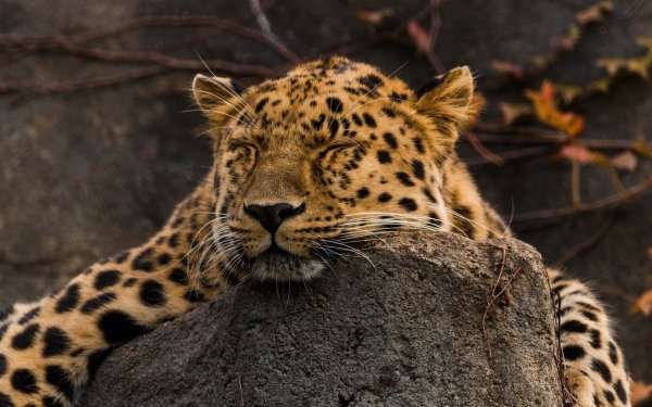 Animal Leopard Cats Sleeping HD Wallpaper | Background Image
