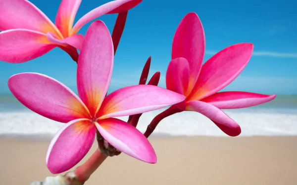  Pink Plumeria