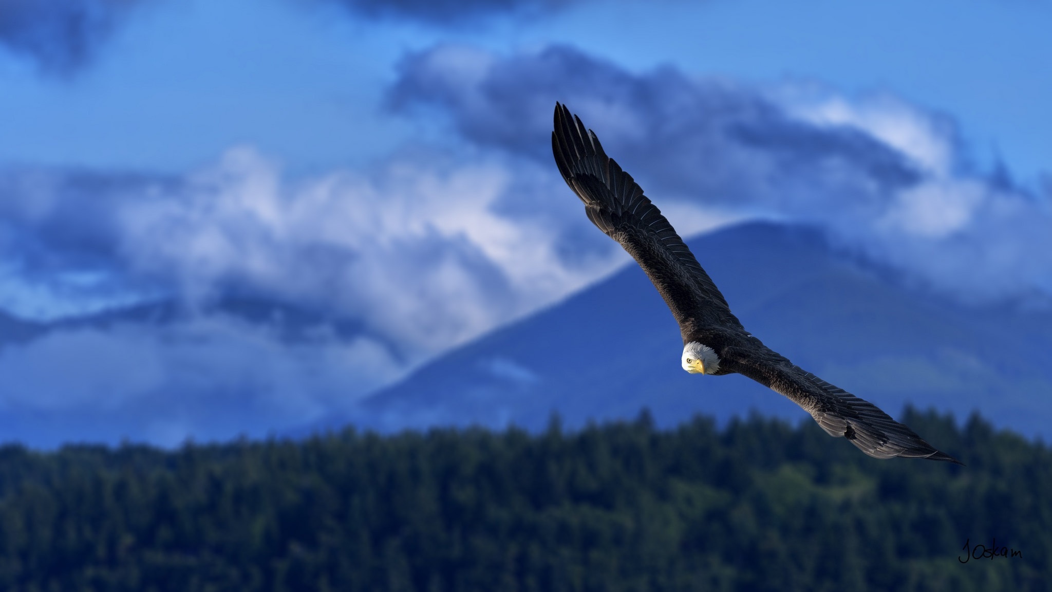 Animal Bald Eagle HD Wallpaper