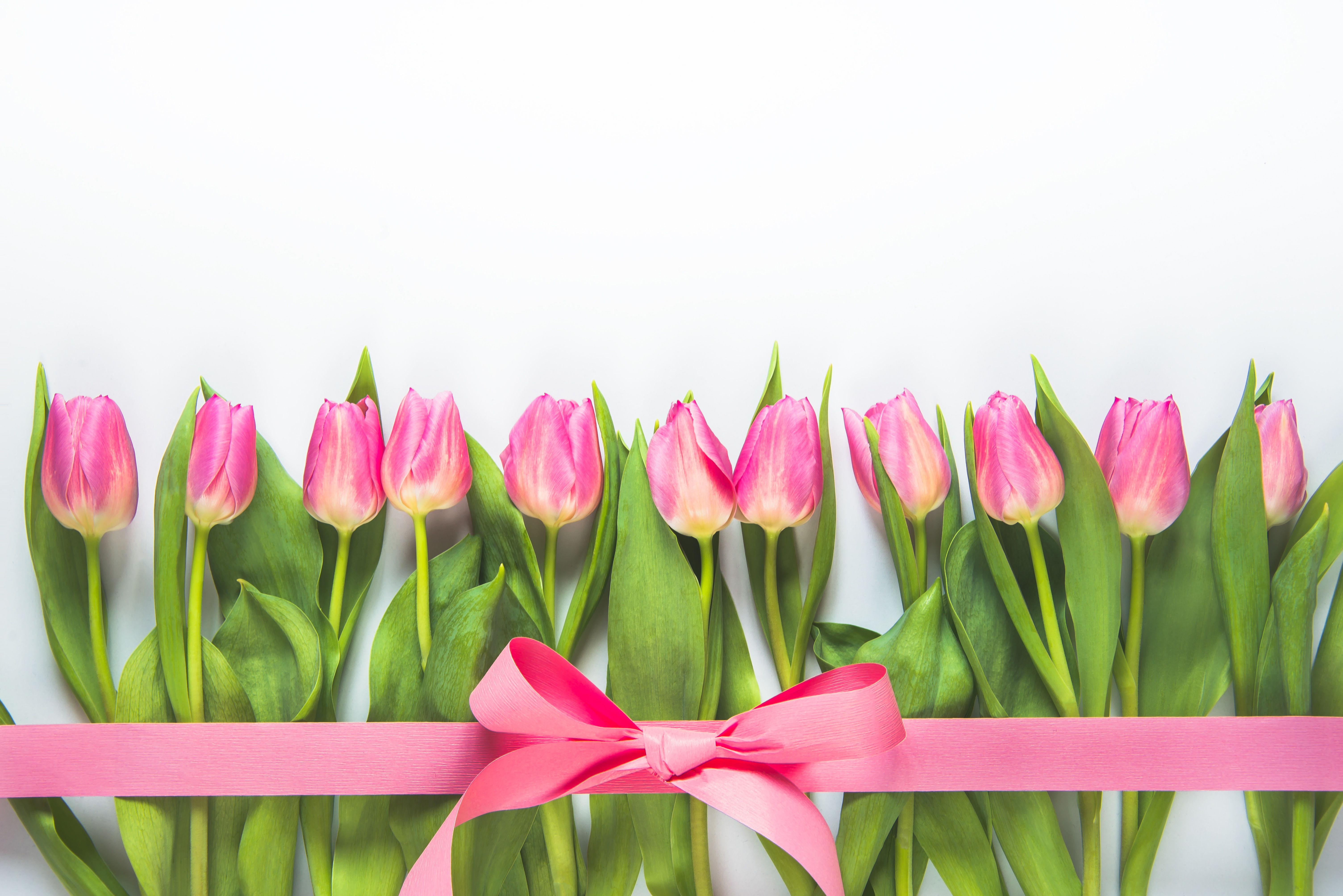 Download Nature Tulip 4k Ultra HD Wallpaper
