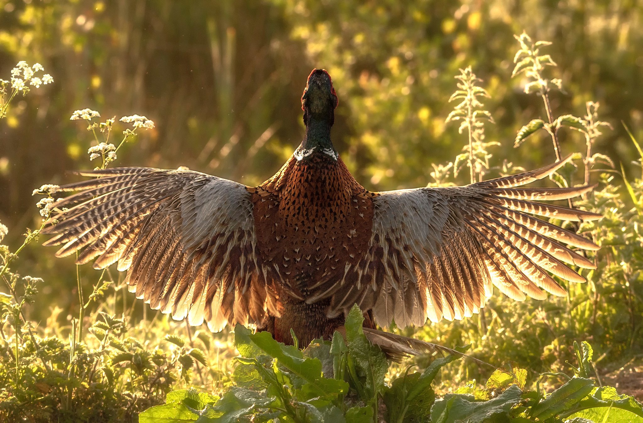 Animal Pheasant HD Wallpaper | Background Image