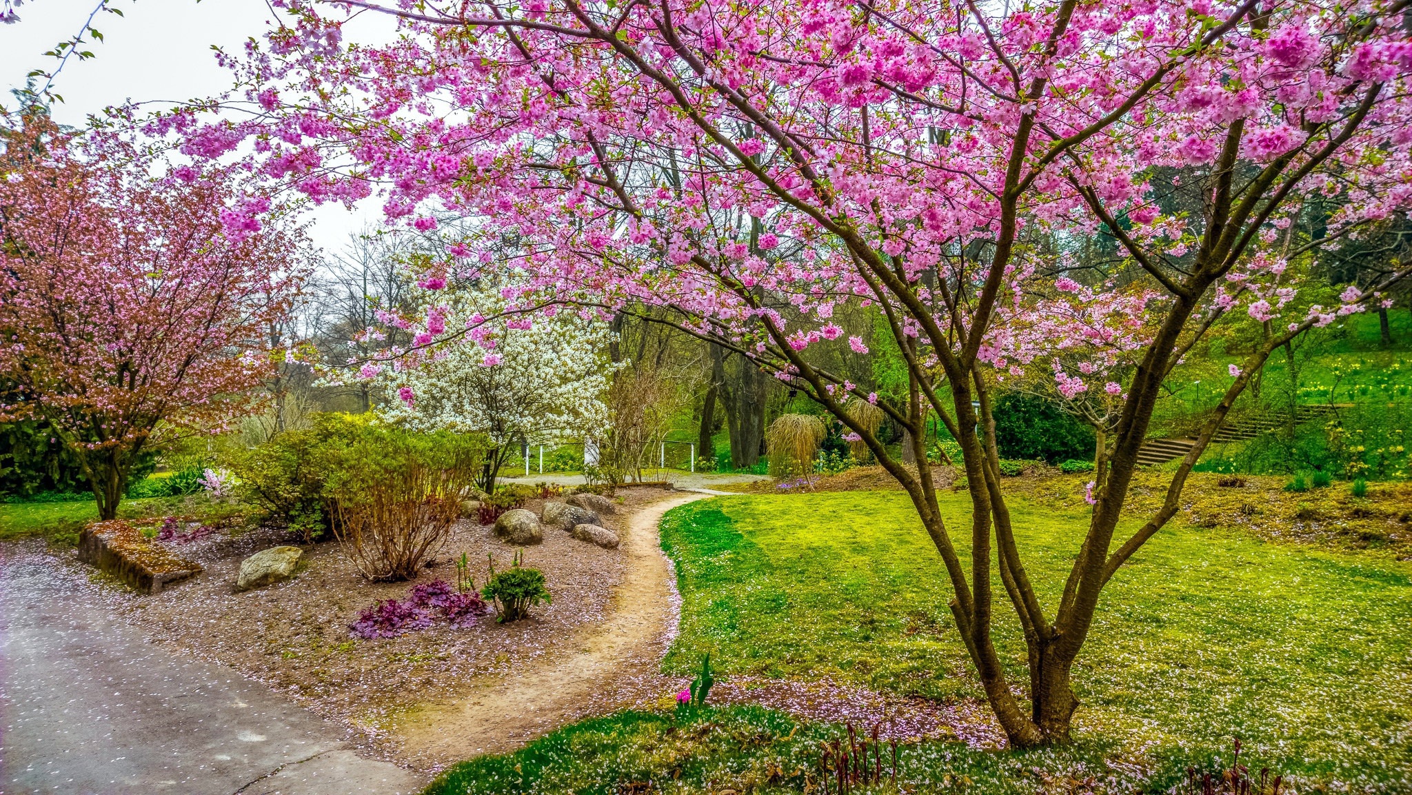 Download Sakura Spring Tree Photography Park HD Wallpaper