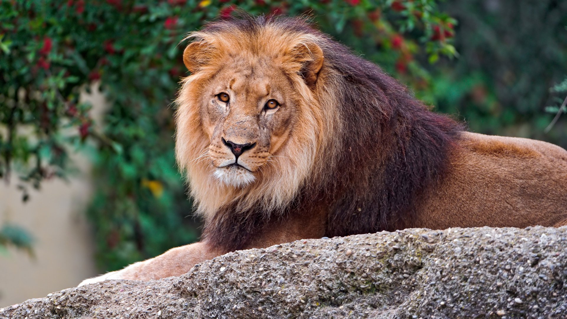 Aslan 4k Ultra HD Duvar kağıdı Arka plan 3840x2160 ID1080184