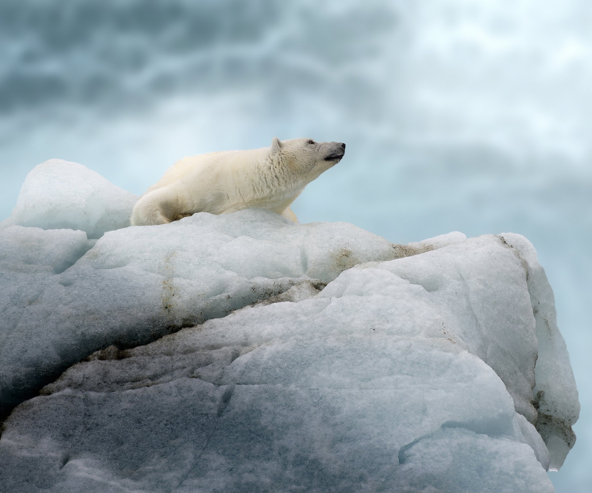 Download Animal Polar Bear HD Wallpaper