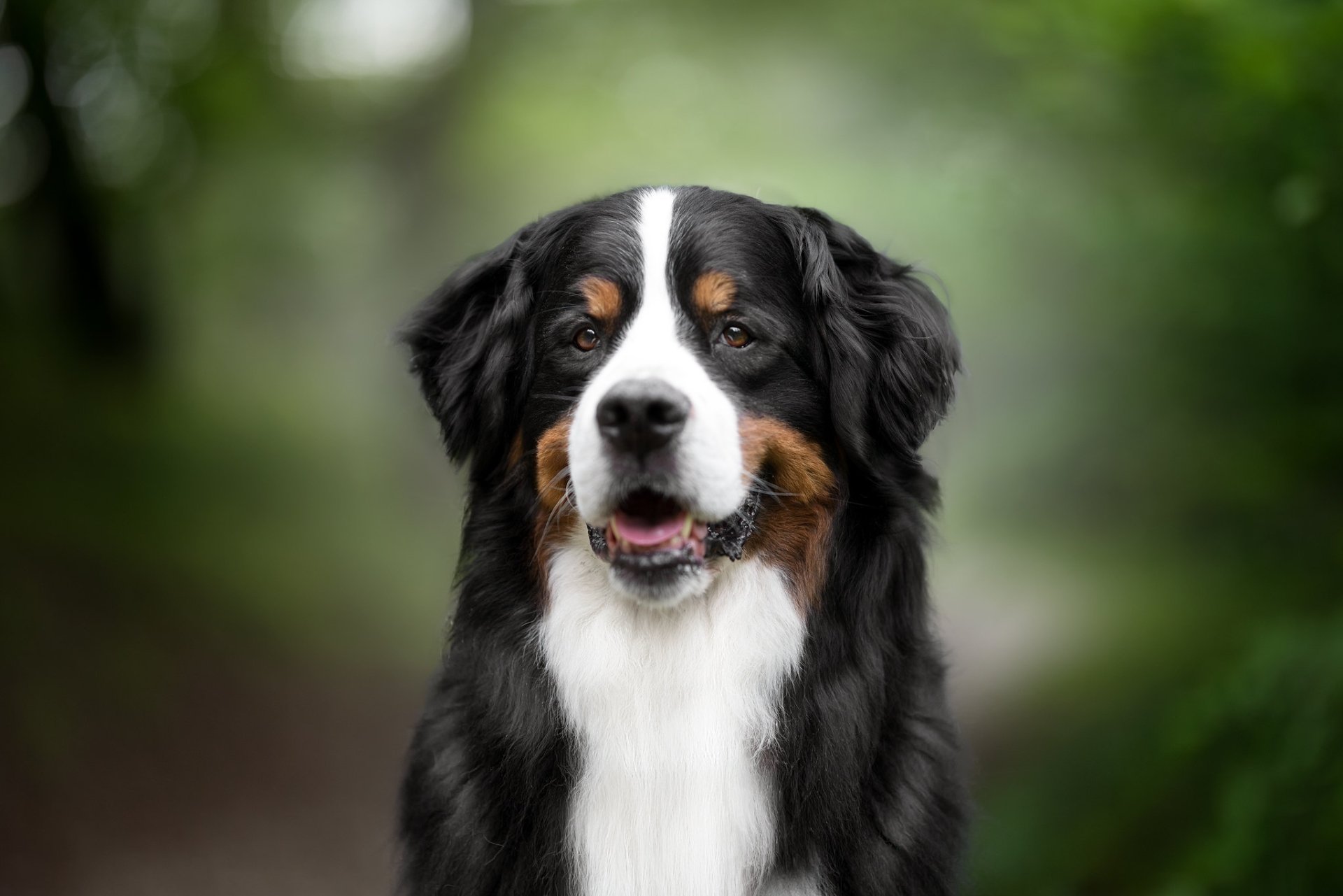 Bernese Mountain Dog HD Wallpaper Background Image